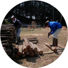 山の間伐作業で出たナラの木で　原木シイタケ作り