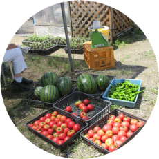 野菜の収穫が楽しみ。真っ赤なトマトは一番人気