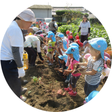 保育園の園児たちは、芋掘りだけでなく、苗の植え付けから関わる