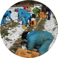 露地栽培の人参を収穫中。雪の中でも作業を続ける